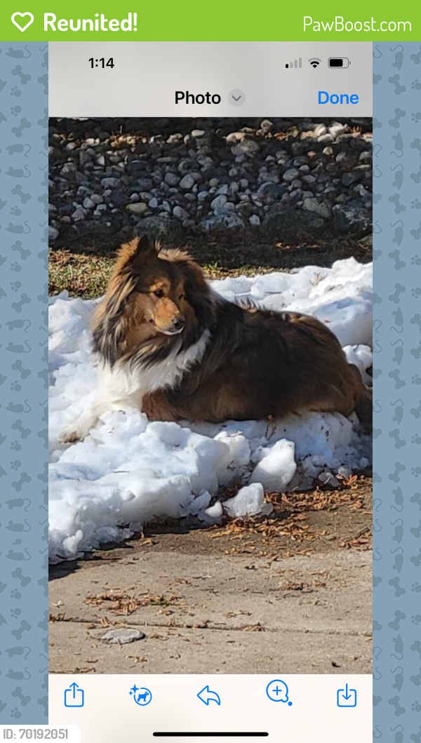 Reunited Female Dog last seen 16th Ave and Cedar St, Grafton, WI 53024
