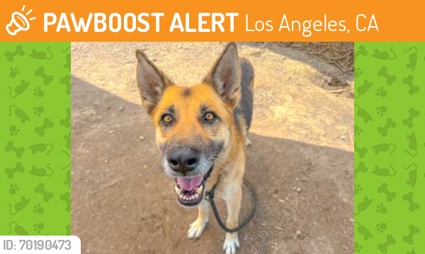Shelter Stray Female Dog last seen , Los Angeles, CA 90047