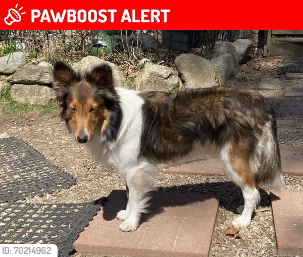 Lost Female Dog last seen Griswold Dr. Bellows Falls, Town of Rockingham, VT 05101