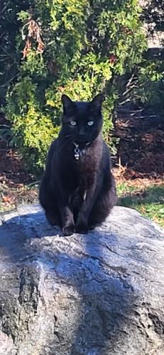 Lost Male Cat last seen Bloor and laurelave, Toronto, ON M9B 4S9