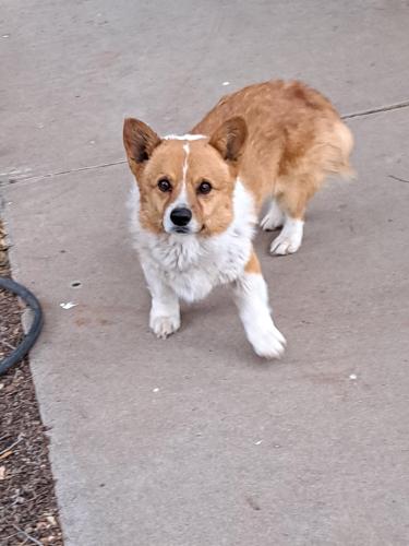 Lost Unknown Dog last seen Found 2601 Valley View Drive , Lubbock, TX 79403