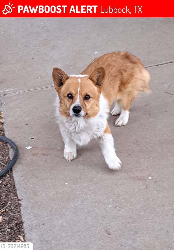 Lost Unknown Dog last seen Found 2601 Valley View Drive , Lubbock, TX 79403