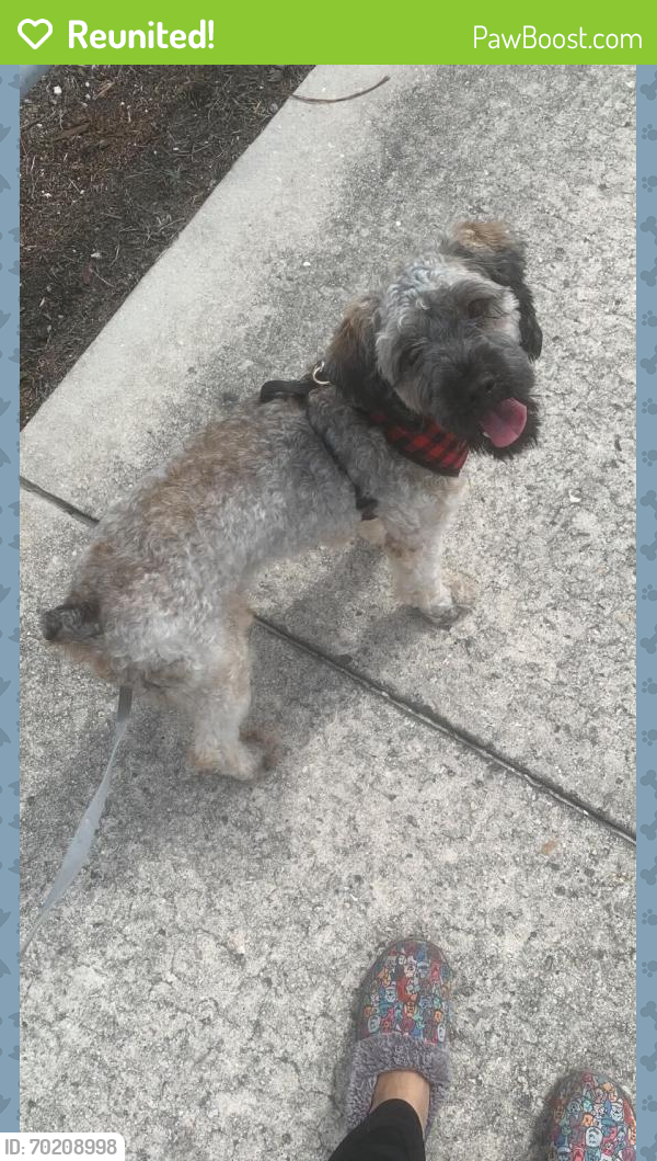 Reunited Female Dog last seen Near 85th St, Miami Beach, FL 33141, USA, Miami Beach, FL 33141