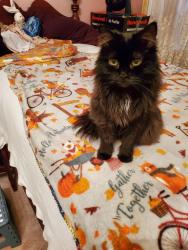 Lost Female Cat last seen Bert Ferguson Park, Memphis, TN 38016