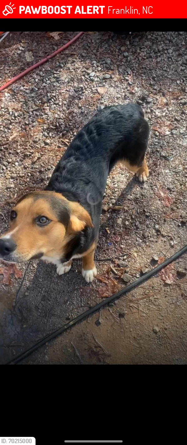 Lost Male Dog last seen Pressly circle , Franklin, NC 28734
