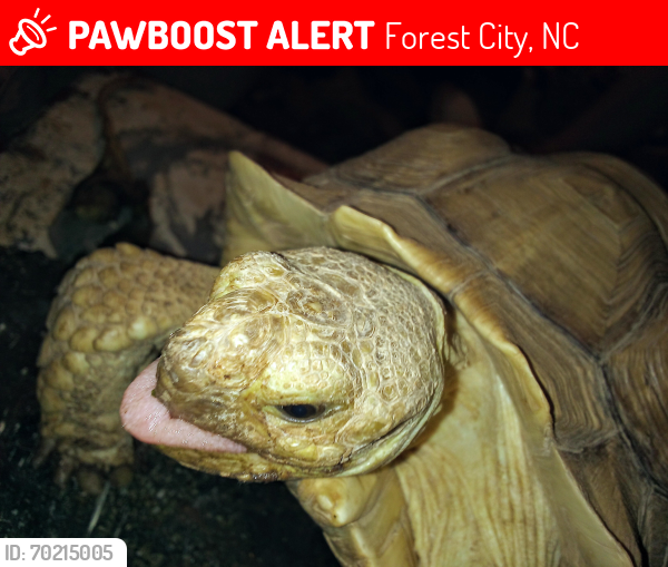 Lost Unknown Reptile last seen Us highway 221a , Forest City, NC 28043