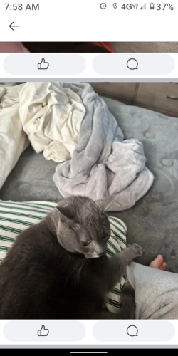 Lost Female Cat last seen Trailer park not far from Dongola rd, Conway, SC 29526