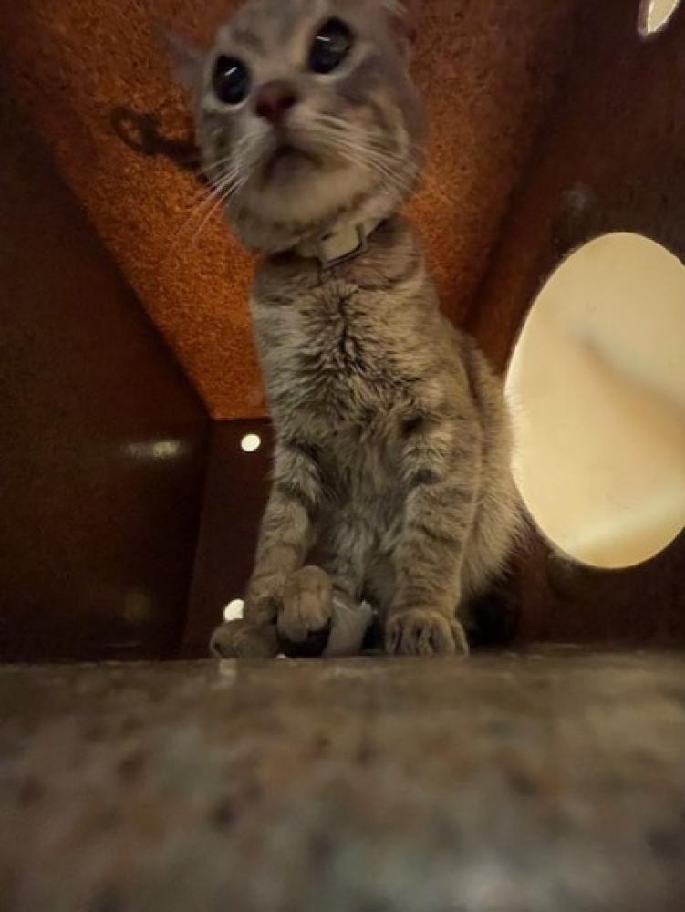 Shelter Stray Unknown Cat last seen Hula dr., 75150, TX, Mesquite, TX 75149
