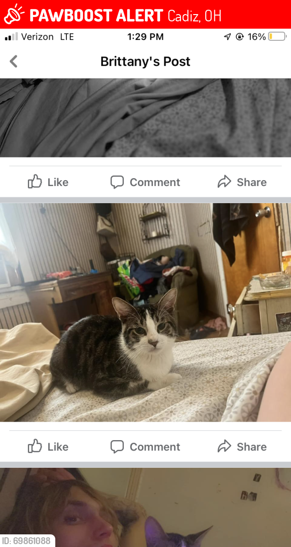 Lost Male Cat last seen South Ohio st , Cadiz, OH 43907
