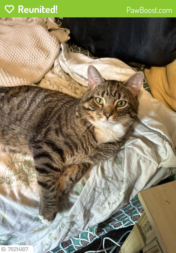Reunited Male Cat last seen Lawn Ave between W 65th & W 73rd, Cleveland, OH 44102