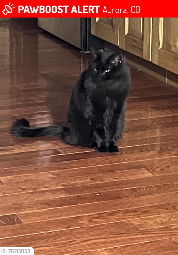 Lost Male Cat last seen Tower rd and east Iowa, Aurora, CO 80017