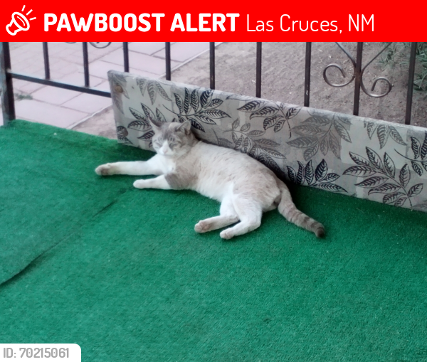 Lost Male Cat last seen Branding Iron Circle and Buckhorn , Las Cruces, NM 88005