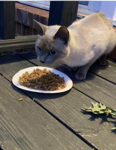 Found/Stray Unknown Cat last seen Off of 21st and Sheridan, Tulsa, OK 74114