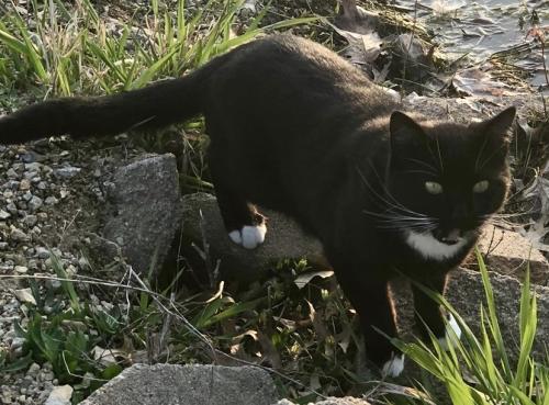 Lost Female Cat last seen Near hilltop kennels, Cedar Rapids, IA 52404