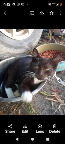 Lost Male Cat last seen Hargett Street homeless shelter, Jacksonville, NC 28540