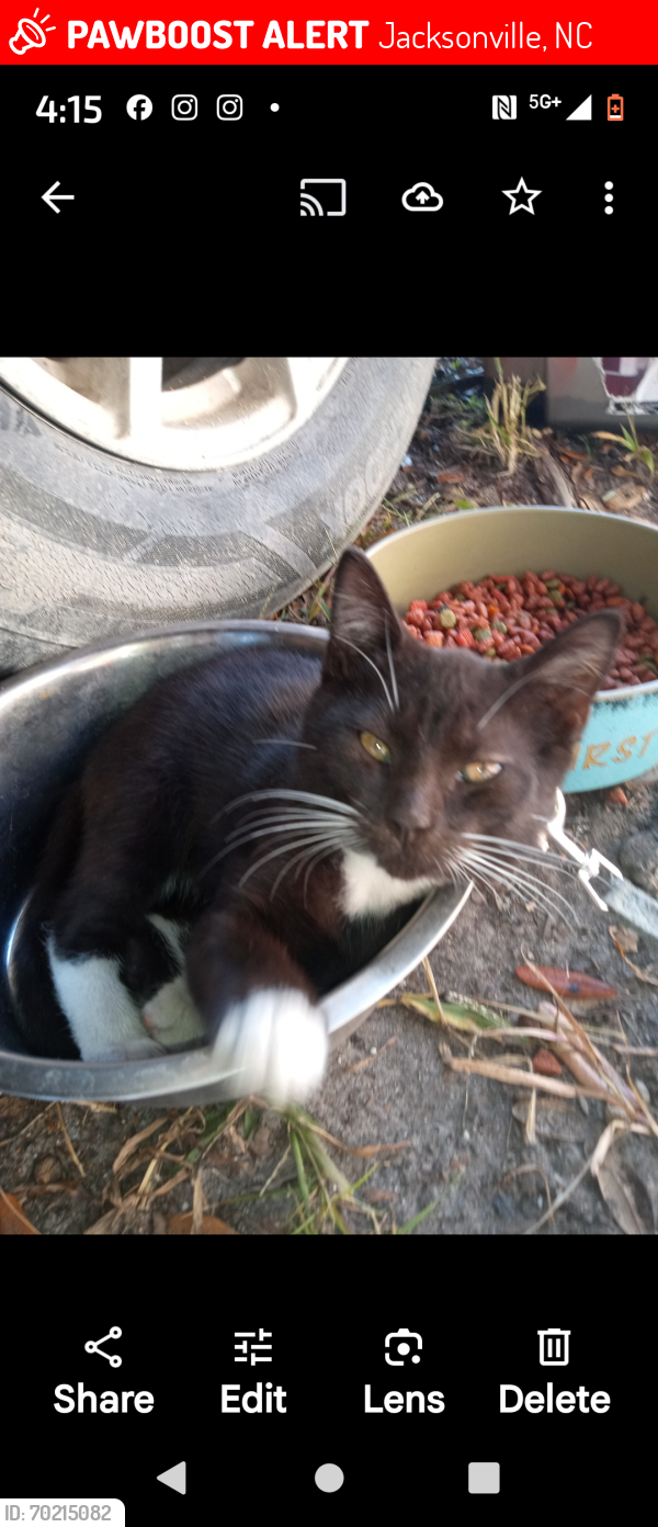 Lost Male Cat last seen Hargett Street homeless shelter, Jacksonville, NC 28540