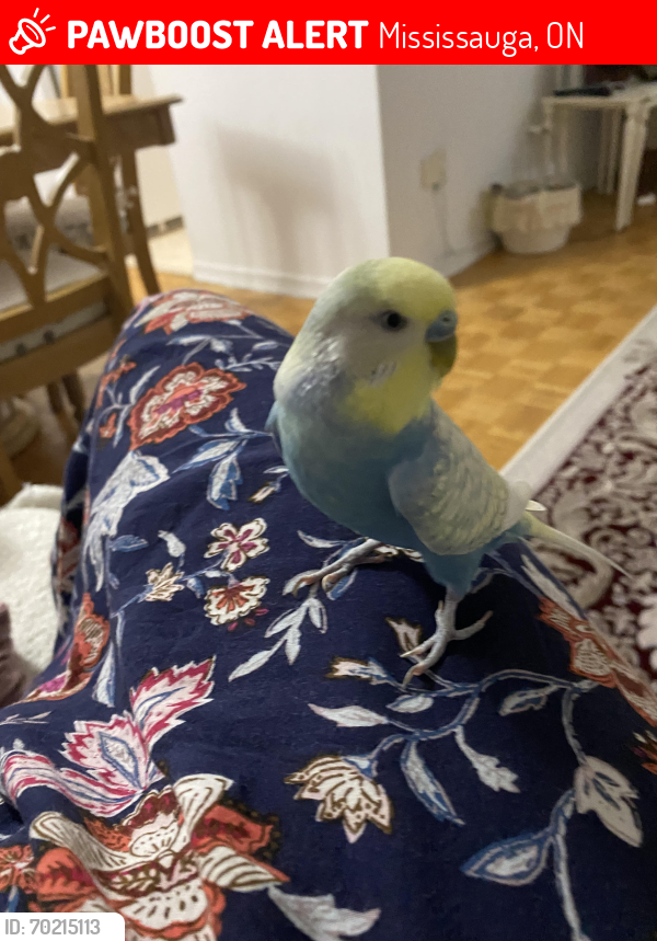 Lost Male Bird last seen Fieldgate dr. And Bloor st. , Mississauga, ON 