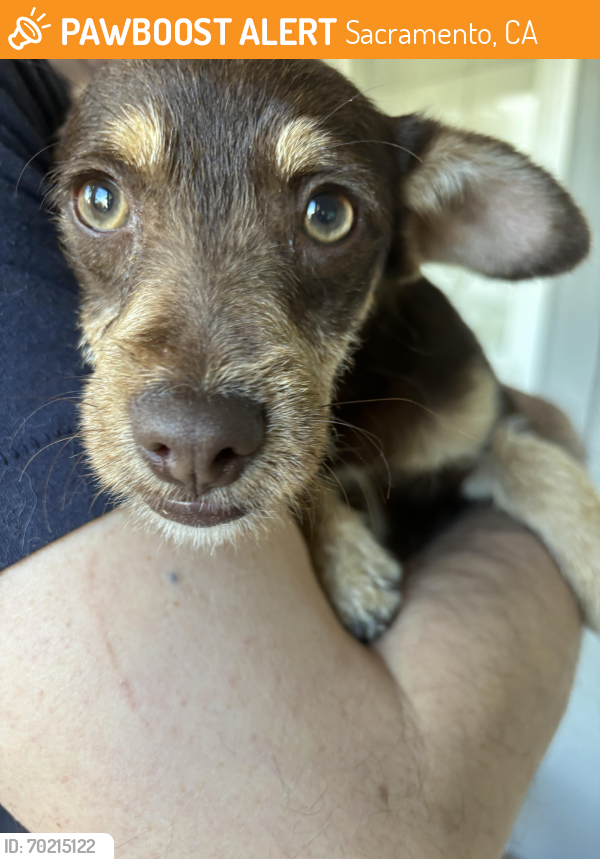 Sacramento, CA Stray Male Dog Found Near 53rd Street, near Colonial ...