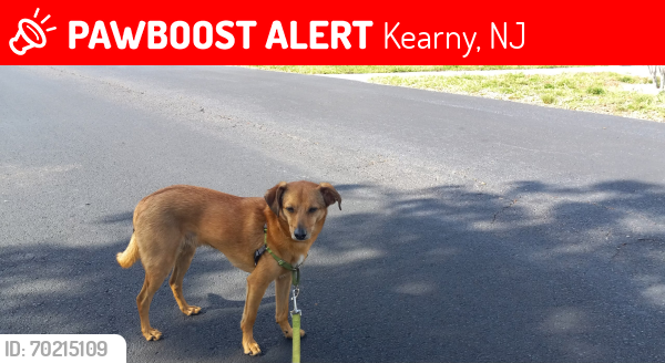 Lost Male Dog last seen Near Philyet Dr East Windsor , Kearny, NJ 07032