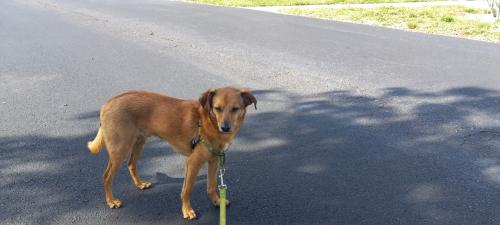 Lost Male Dog last seen Near Philyet Dr East Windsor , Kearny, NJ 07032