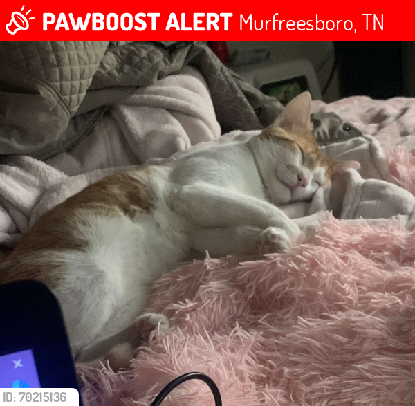 Lost Male Cat last seen Cobalt Row , Murfreesboro, TN 37127