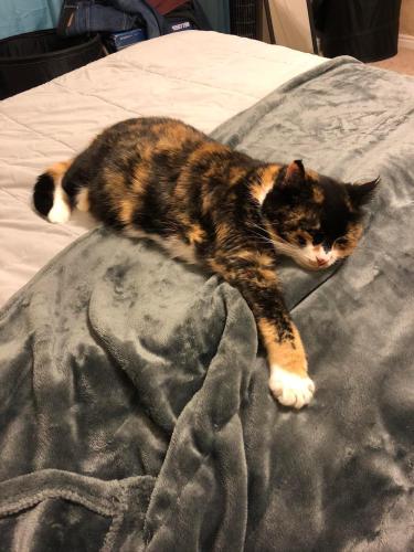 Lost Female Cat last seen Ranchwood and Legacy Ranch Dr, Melissa, TX 75454