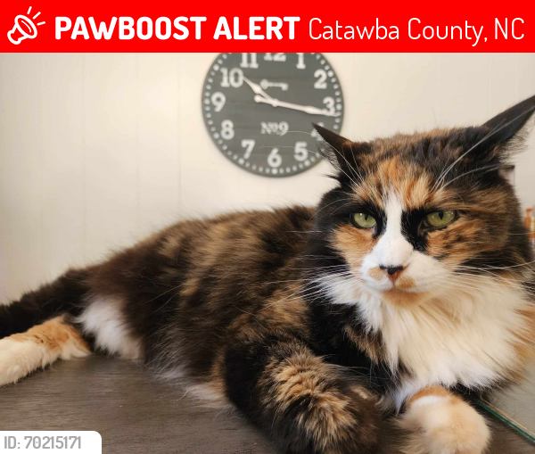 Lost Female Cat last seen Swinging Bridge Rd, Catawba County, NC 28613