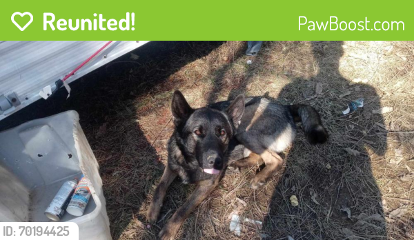 Reunited Male Dog last seen Friendsville, Blount County, TN 37737