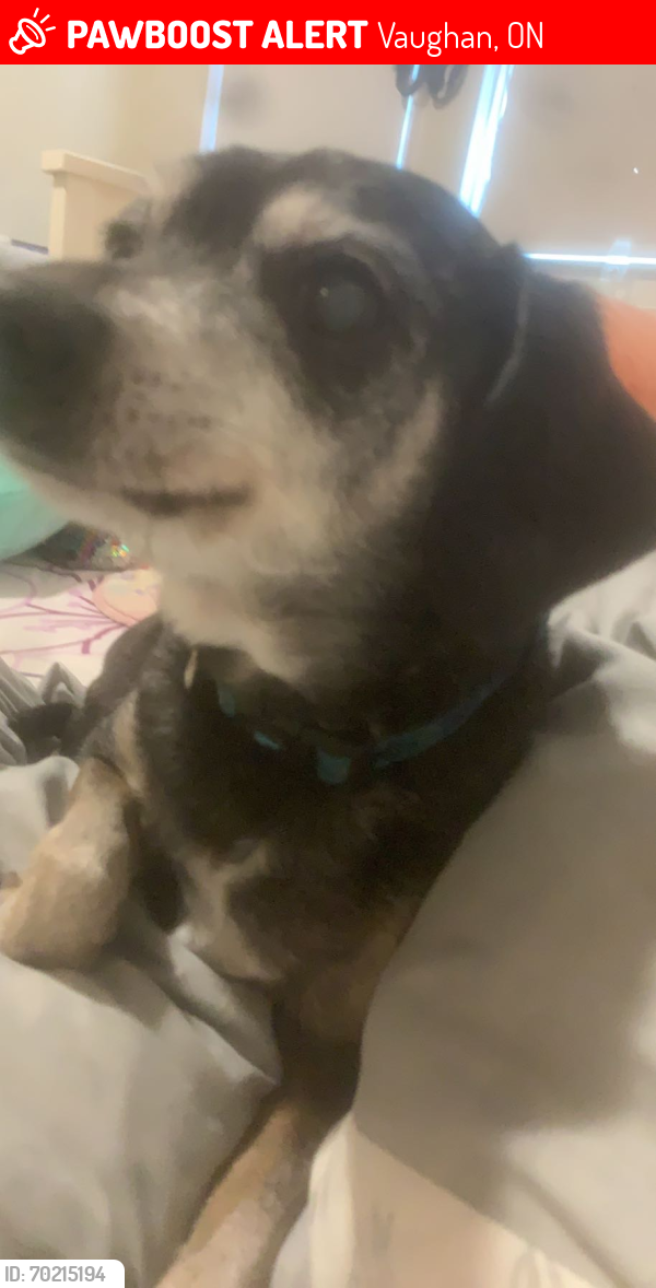 Vaughan, ON Lost Male Dog, Dudu Is Missing PawBoost