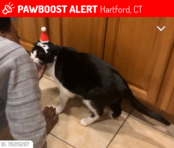 Lost Male Cat last seen Blue Hills Ave, Hartford, CT 06112