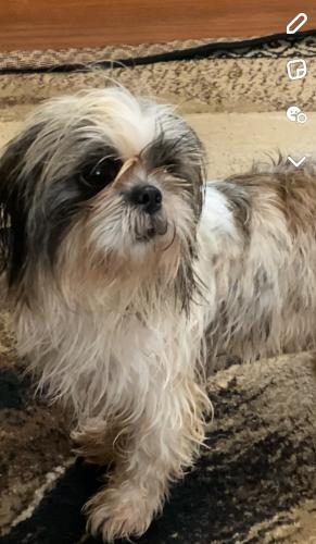 Lost Male Dog last seen Bastrop, Stony Point, TX 78617