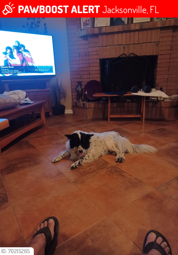 Lost Male Dog last seen Collins Rd an Old middleburg road, Jacksonville, FL 32222