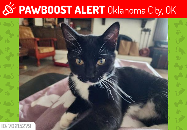 Lost Male Cat last seen Santa Fe Ave and NW 27th St, Oklahoma City, OK 73170