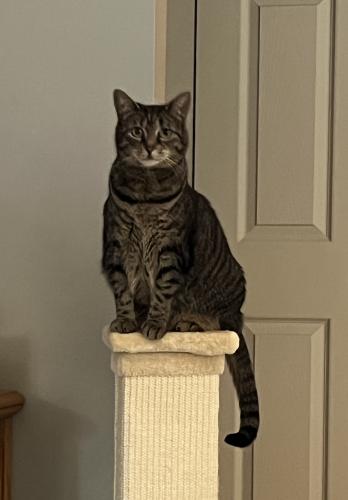 Lost Female Cat last seen Freter Rd, Lee Ave, Caribou Dr, Sykesville, MD 21784