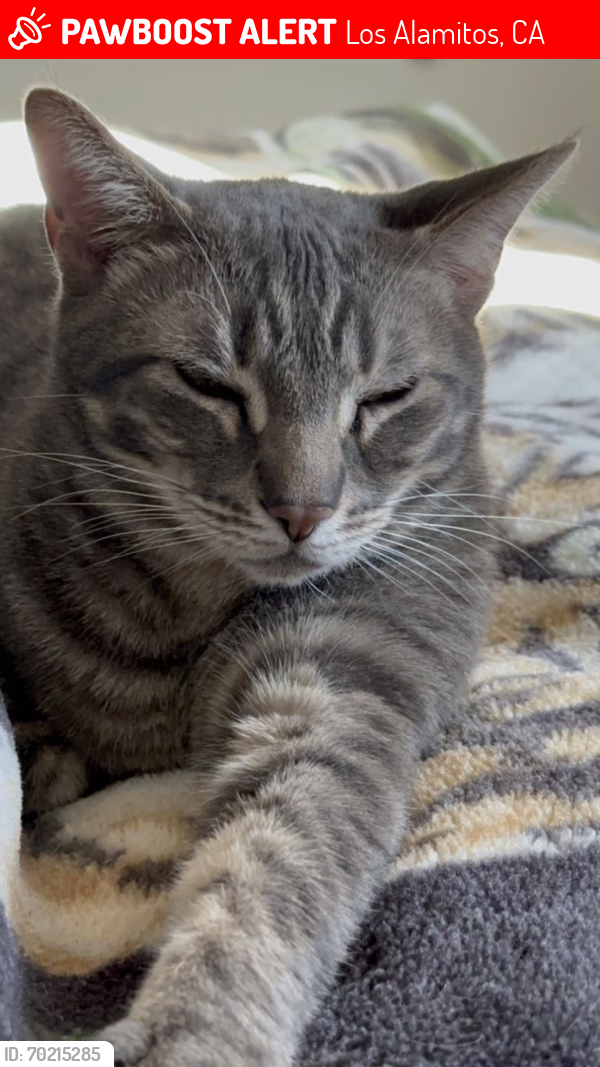 Lost Male Cat last seen Ball and Kaylor , Los Alamitos, CA 90720
