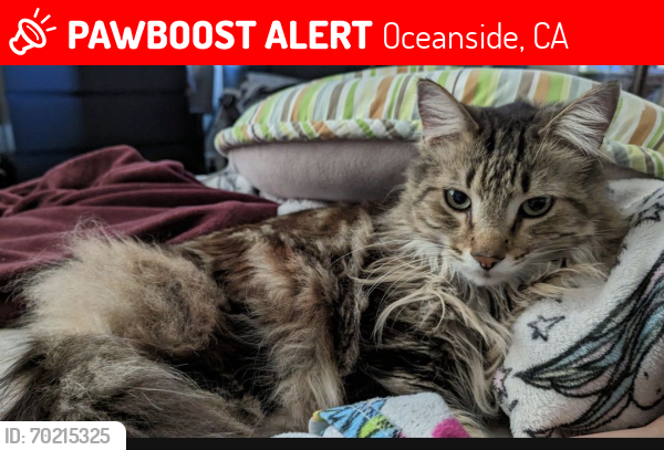 Lost Male Cat last seen Whelan Ranch, Oceanside, CA 92058