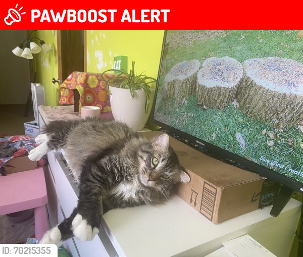 Lost Male Cat last seen Pleasant view blvd and 81st spring lake park, Spring Lake Park, MN 55432