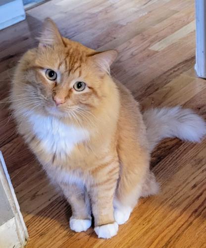 Lost Male Cat last seen 1st and Ingalls, Lakewood, CO 80226