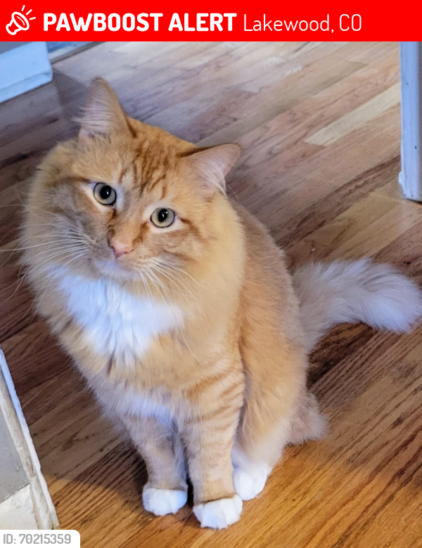 Lost Male Cat last seen 1st and Ingalls, Lakewood, CO 80226