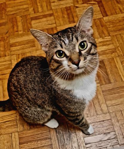 Lost Male Cat last seen Swanwick and Wayland Avenue , Toronto, ON M4E