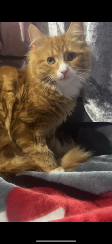 Lost Male Cat last seen Oxford road, Middlesbrough, England TS5