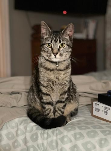 Lost Female Cat last seen Behind Maiden police station gray tabby cat, Maiden, NC 28650