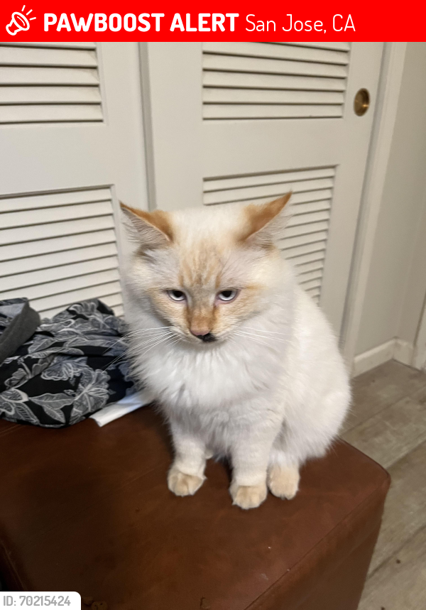Lost Male Cat last seen Meridian X Curtner, San Jose, CA 95124