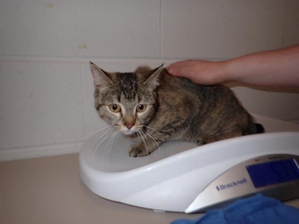 Shelter Stray Female Cat last seen DARDENNE PR, St. Peters, MO 63376