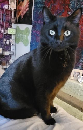 Lost Male Cat last seen Timberline and Vine, Fort Collins, CO 80524