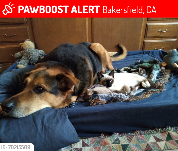 Lost Male Dog last seen Wenatchee and Harmony dr., Bakersfield, CA 93306