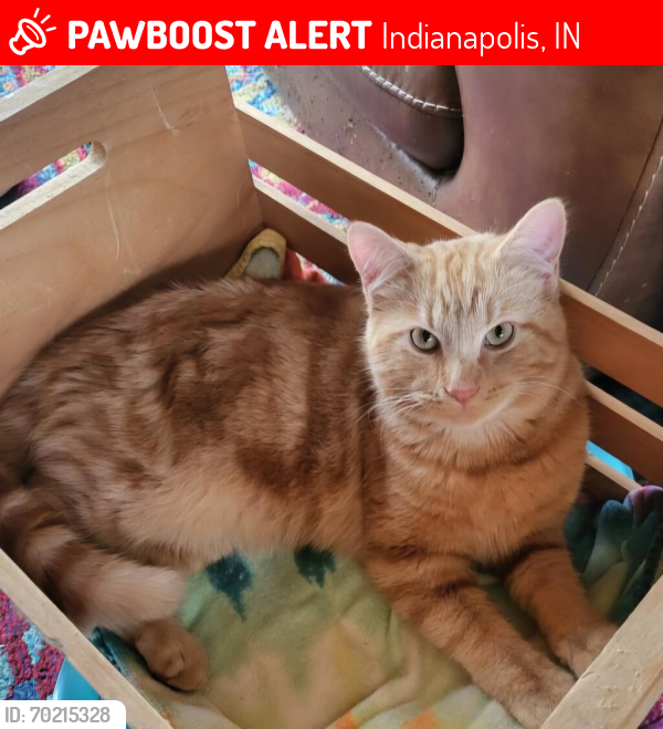 Lost Male Cat last seen Southport Rd. & Meridian St. (135), Indpls? , Indianapolis, IN 46227