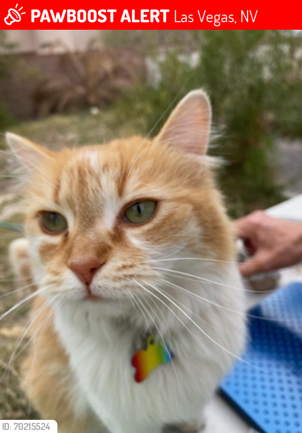 Lost Male Cat last seen Washington and Hollywood , Las Vegas, NV 89110