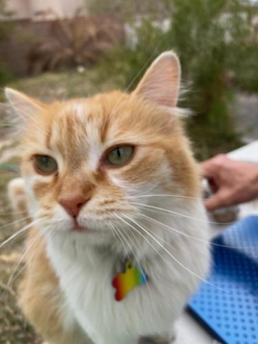 Lost Male Cat last seen Washington and Hollywood , Las Vegas, NV 89110