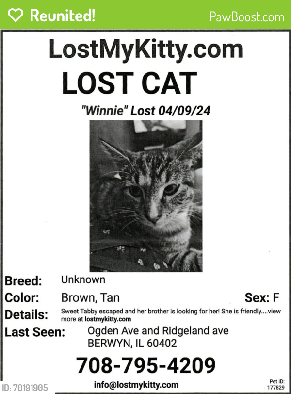 Reunited Female Cat last seen Ridgeland and Ogden, Berwyn, IL 60402